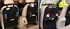 Image de Car seat organizer - felt