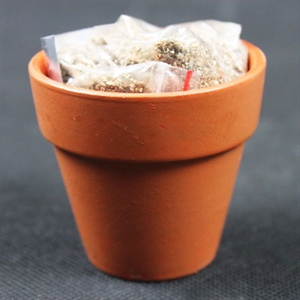 Image de magic plant