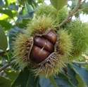Image de Fresh Chestnuts