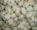 Image de Fresh Garlic